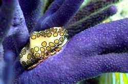 Flamingo Tongue on branch coral, Canon G1 by Carl Matisse 